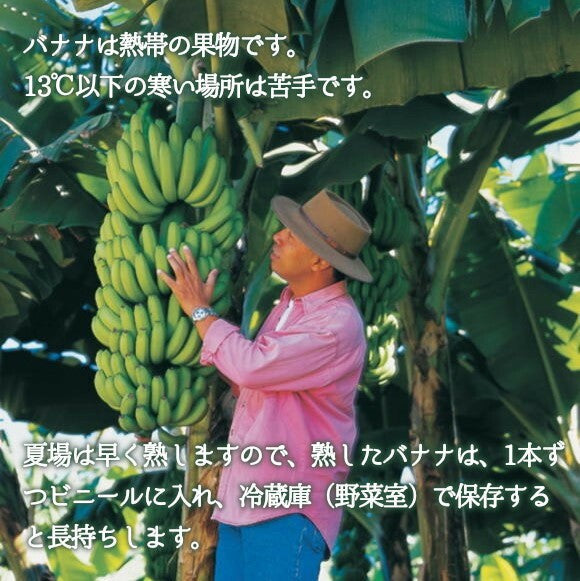 フィリピン産　バナナ