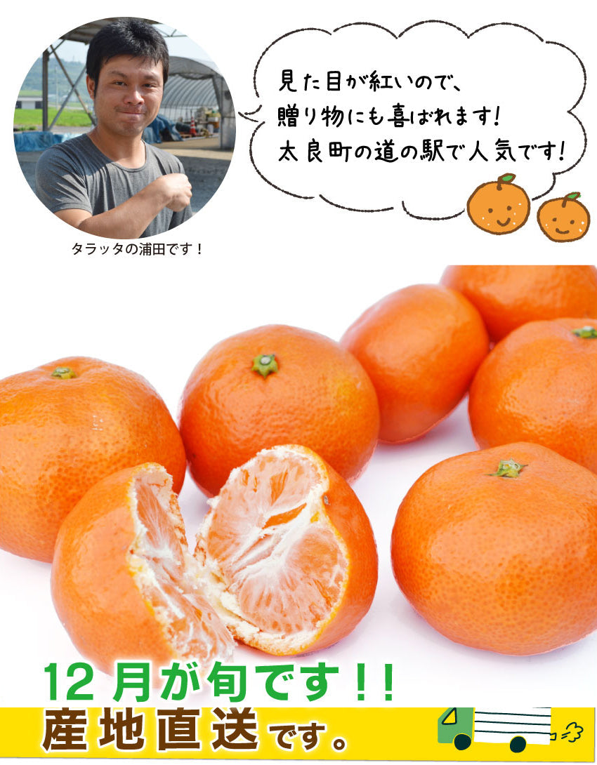 【希少な赤いミカン】甘すっぱくて美味しい！★紅みかん ★