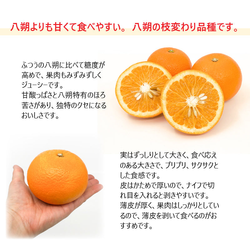 今季販売終了※愛媛県産「紅八朔」〈優品・家庭用〉10玉 ※3月