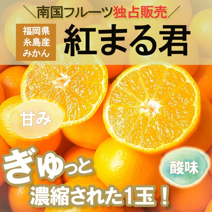 【先行予約】【送料無料】福岡県糸島産みかん　紅まる君 　【フルーツ】