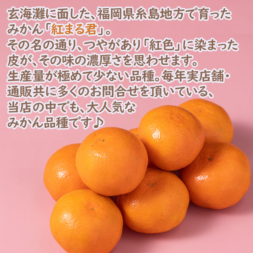 【先行予約】【送料無料】福岡県糸島産みかん　紅まる君 　【フルーツ】