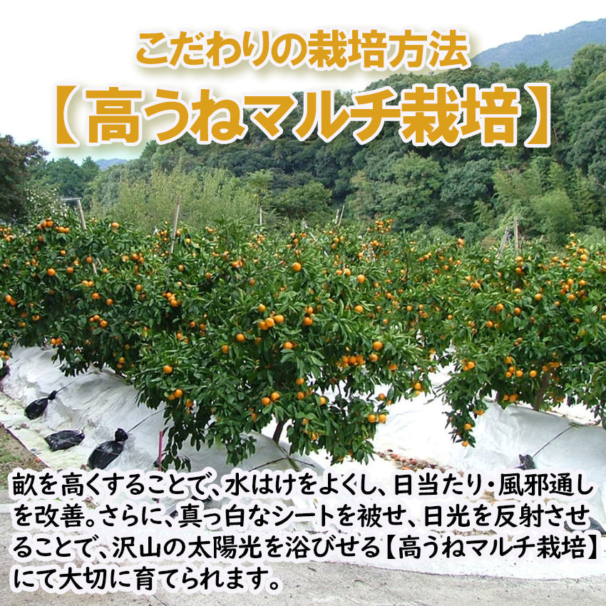 【先行予約】【送料無料】福岡県糸島産みかん　紅まる君 　【フルーツ】