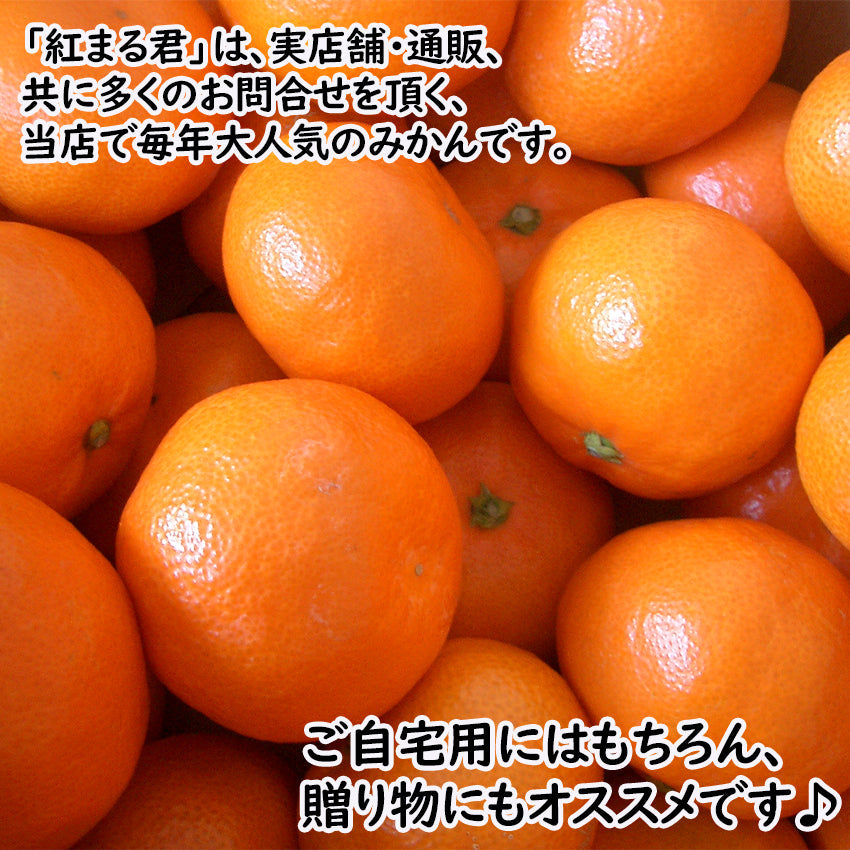【先行予約】【送料無料】福岡県糸島産みかん　紅まる君 　【フルーツ】