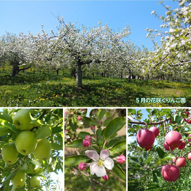 青森県産　りんごジュース　ＷＯＮＤＥＲ　ＡＰＰＬＥ　おまかせ　６種詰め合せセット　１２本入り【送料無料】