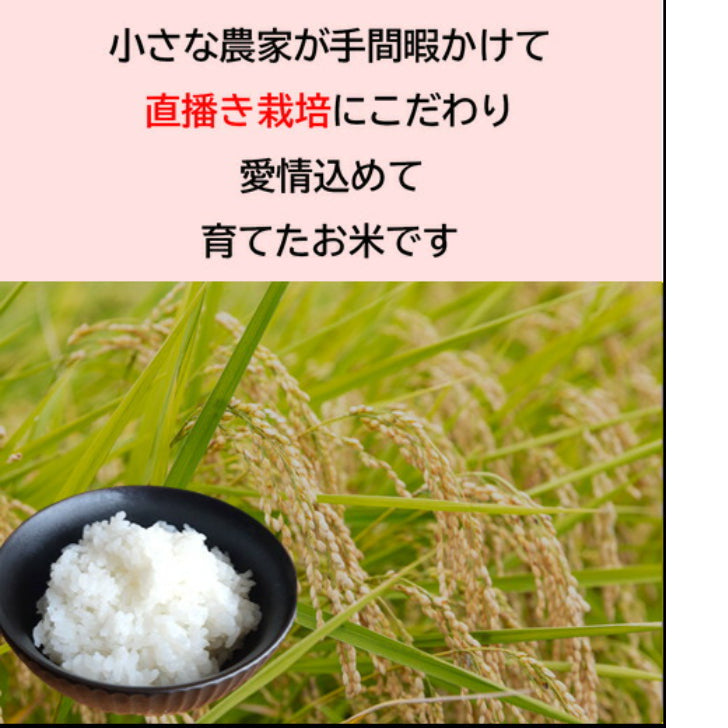 【令和6年産】富山県 黒部産こしひかり 5kg　精米