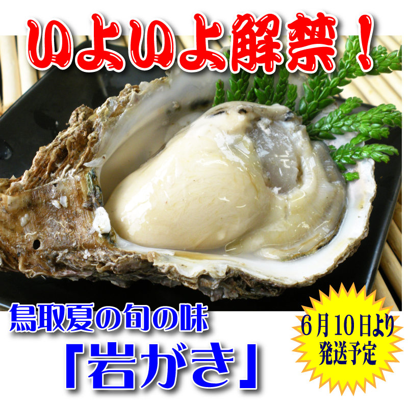 鳥取賀露港　天然岩がき「夏輝」　3~5個セット