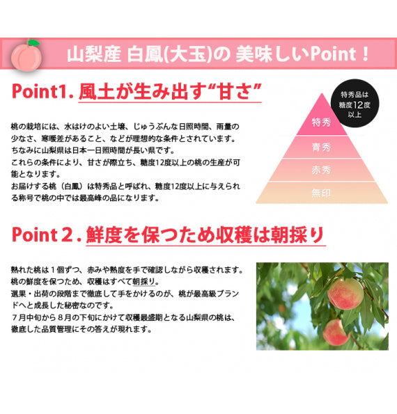 【売り切れ】【送料無料】山梨県産白鳳(桃) ※7月10日頃より順次発送※期日指定不可【お中元2025】【フルーツ】