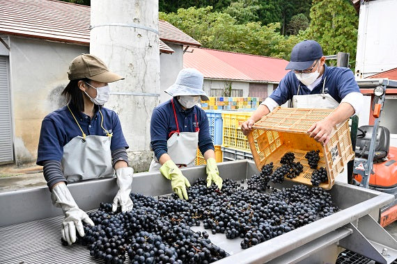 【2025年産の赤ワイン】2025月山山麓ヌーヴォー　赤ワイン1.8L【酒・ジュース・飲料】