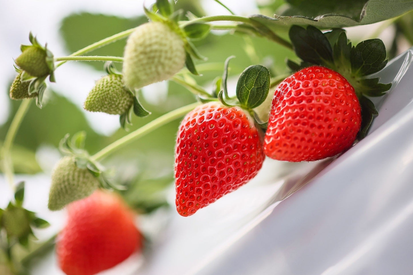 やよいひめ プレミアム シングル(約400g)