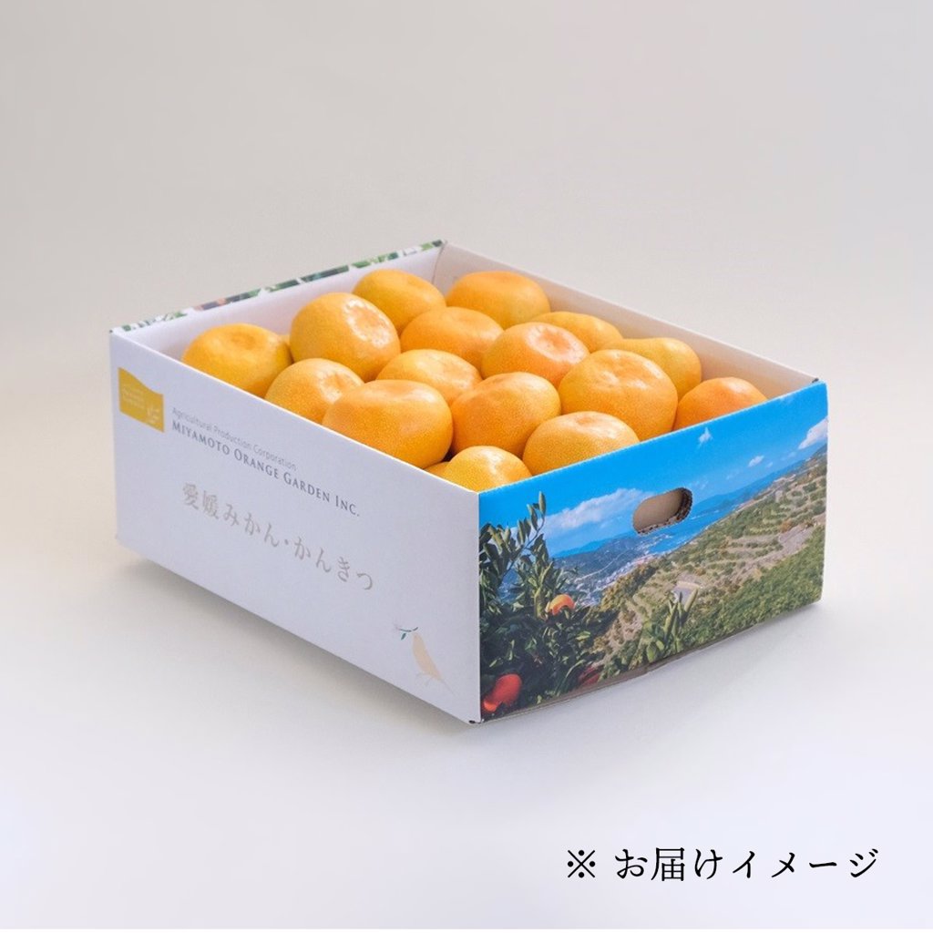 甘みと酸味のバランスが絶妙！ブランド産地の愛媛みかん