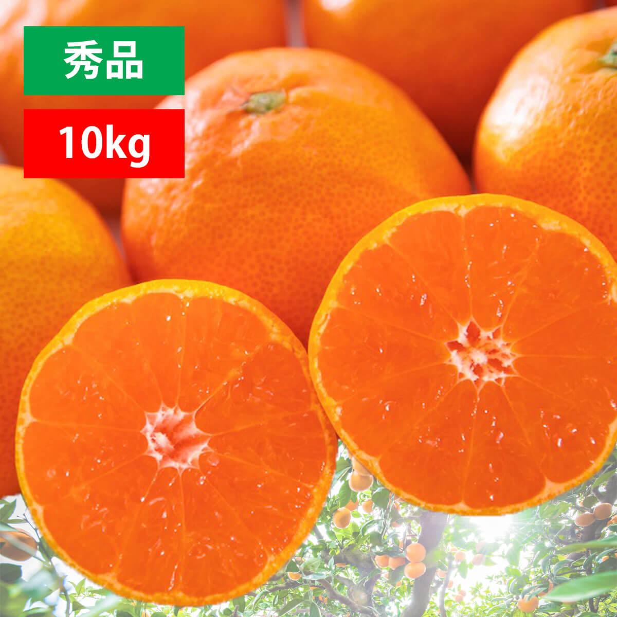 甘みと酸味のバランスが絶妙！ブランド産地の愛媛みかん