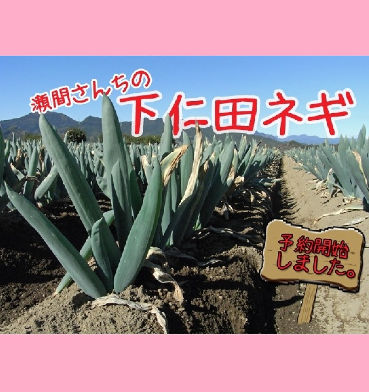 大好評！ 群馬県下仁田産【瀬間さんちの下仁田ネギ】(約15本）冬の味覚殿様ネギを数量限定で