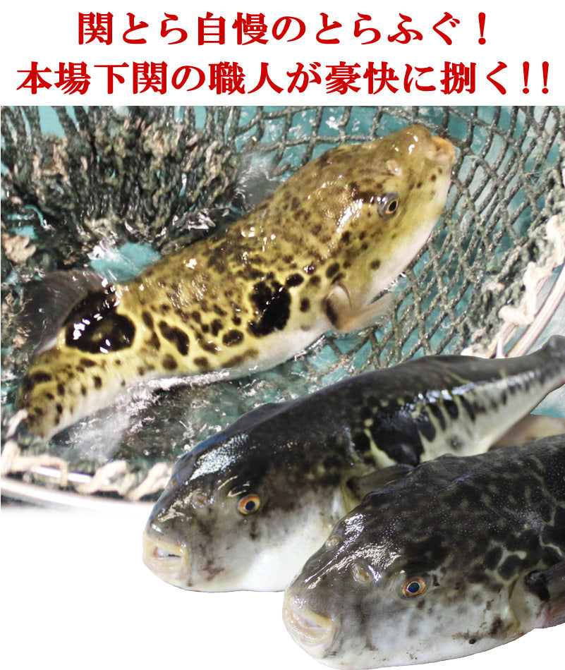 とらふぐ刺身とふぐちりセット
