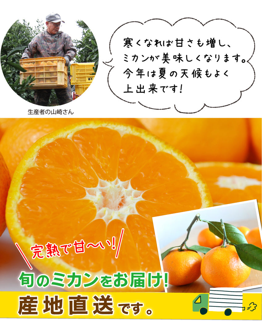 12月の濃厚で甘いみかん★完熟！冬の太良ミカン★