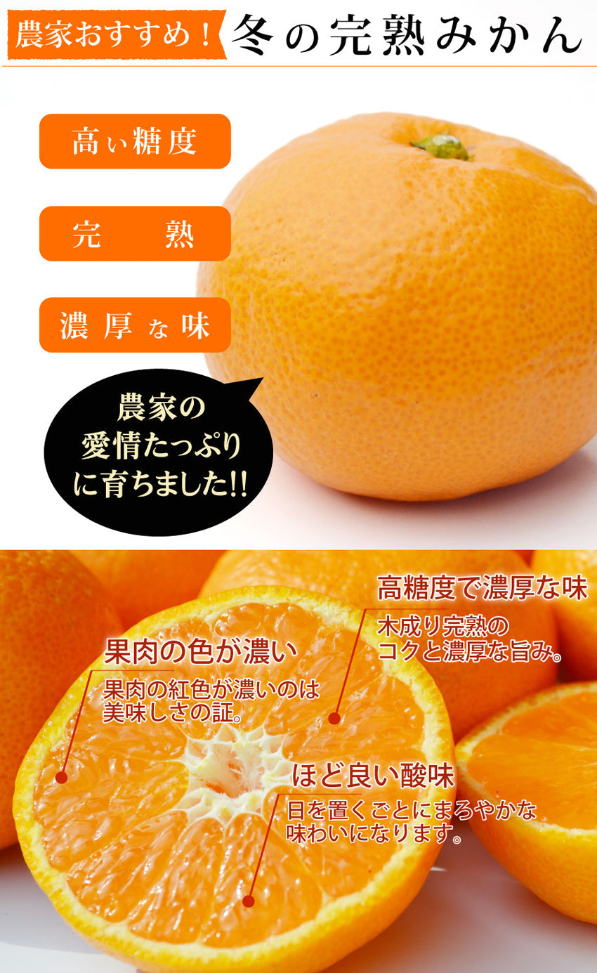 12月の濃厚で甘いみかん★完熟！冬の太良ミカン★