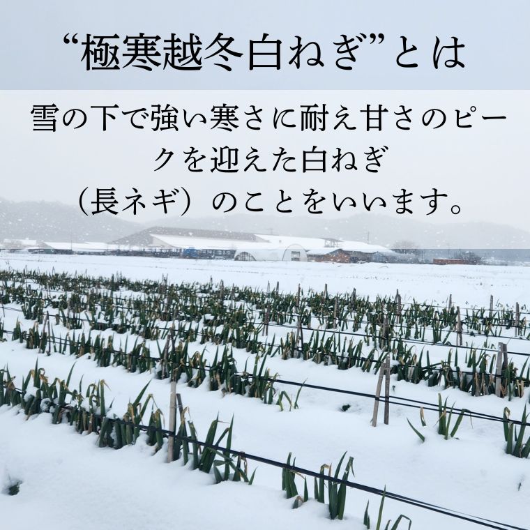 極寒越冬白ねぎ1kg【寒波到来で糖度UP】送料込み 鳥取県八頭町の田中農場
