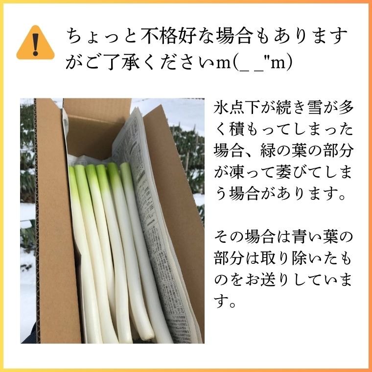 極寒越冬白ねぎ3kg【寒波到来で糖度UP】送料込み 鳥取県八頭町の田中農場
