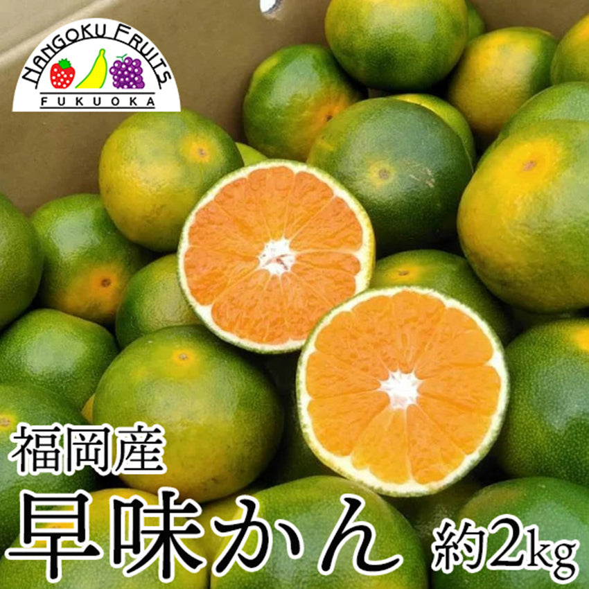 【予約販売】福岡産早味かん(はやみかん) 【フルーツ】