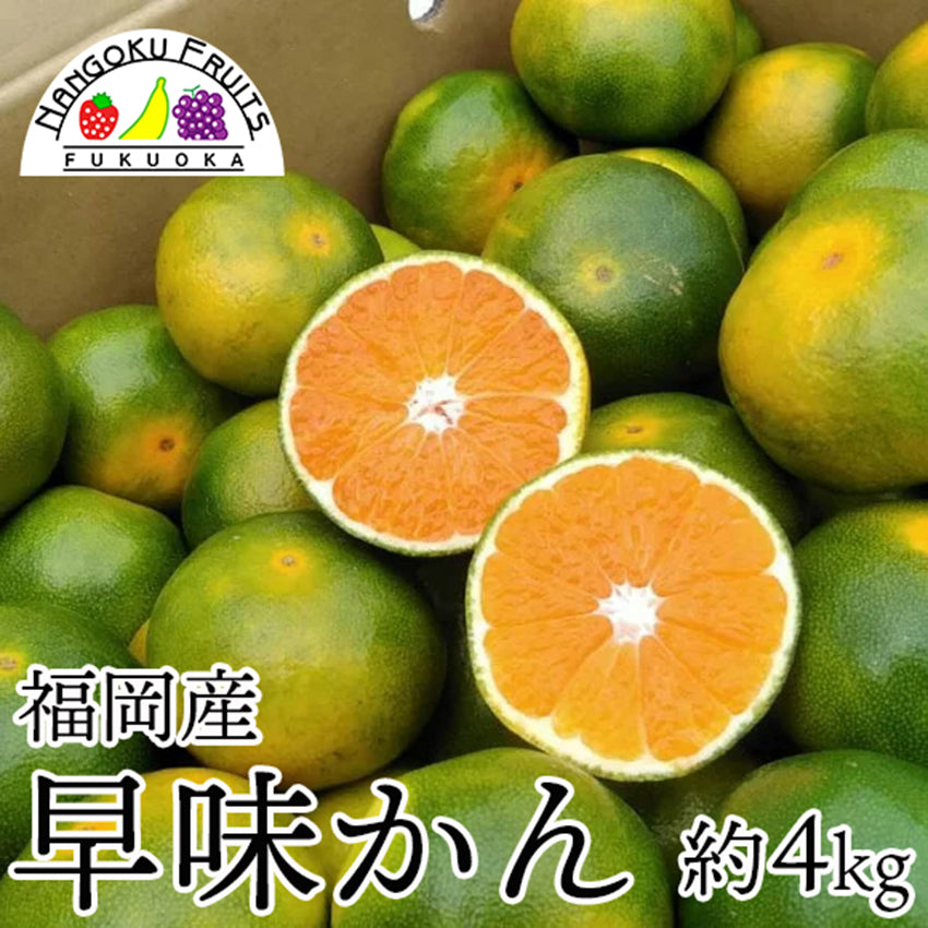 【予約販売】福岡産早味かん(はやみかん) 【フルーツ】