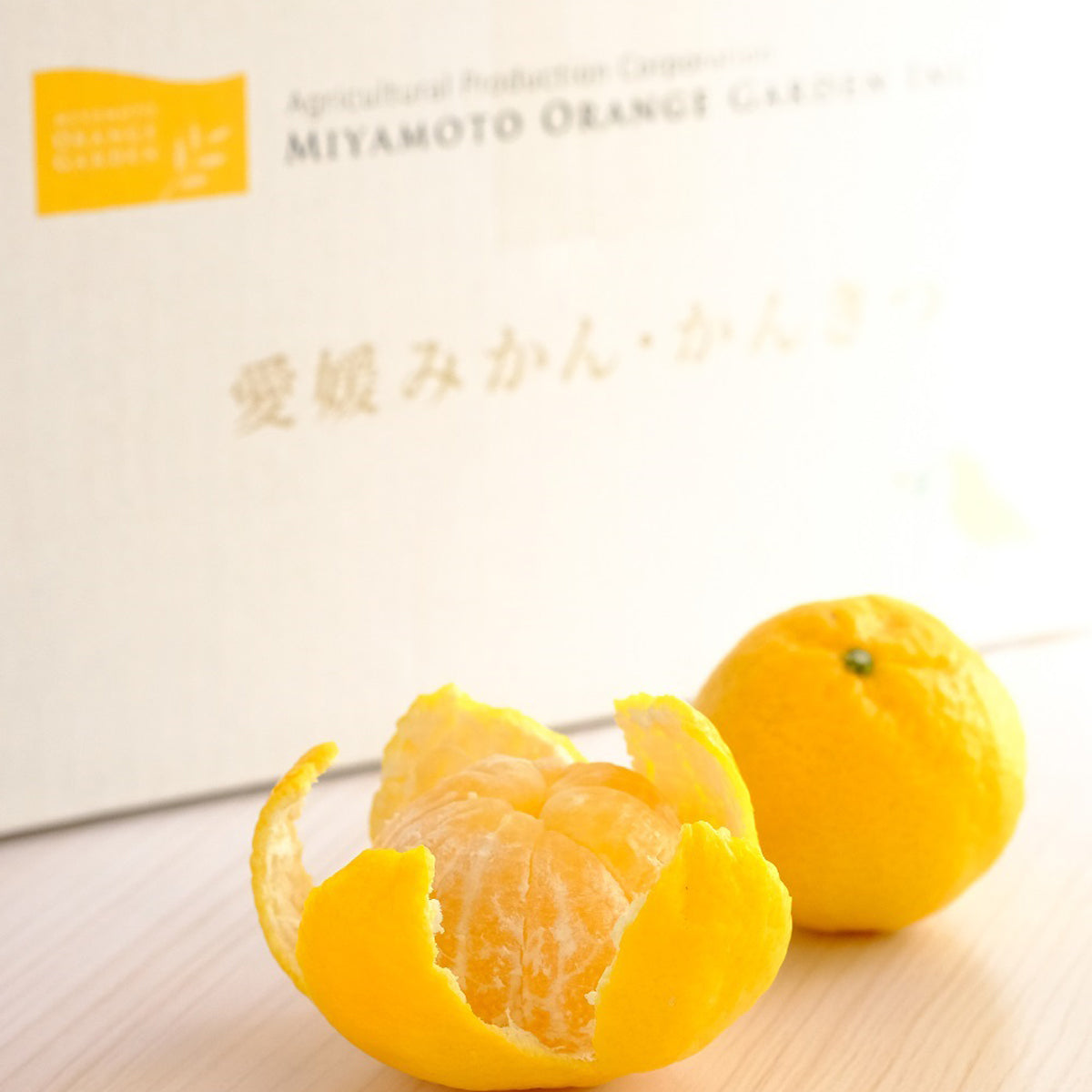 【1月下旬頃より順次出荷予定】愛媛限定栽培 幻のかんきつ 媛小春