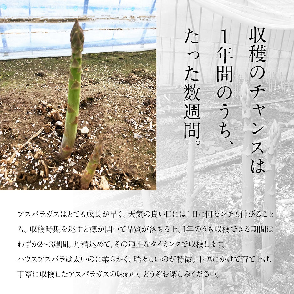 北海道 富良野産 朝もぎハウスグリーンアスパラ L-3L混サイズ【訳あり】【送料無料】