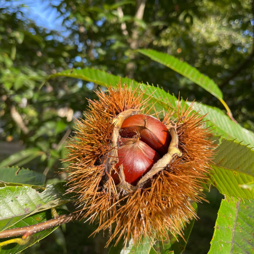 【お試し】シフォンケーキセット　5種各1個　計5個入り【洋菓子工房プチパリ】【宮崎てげうま】