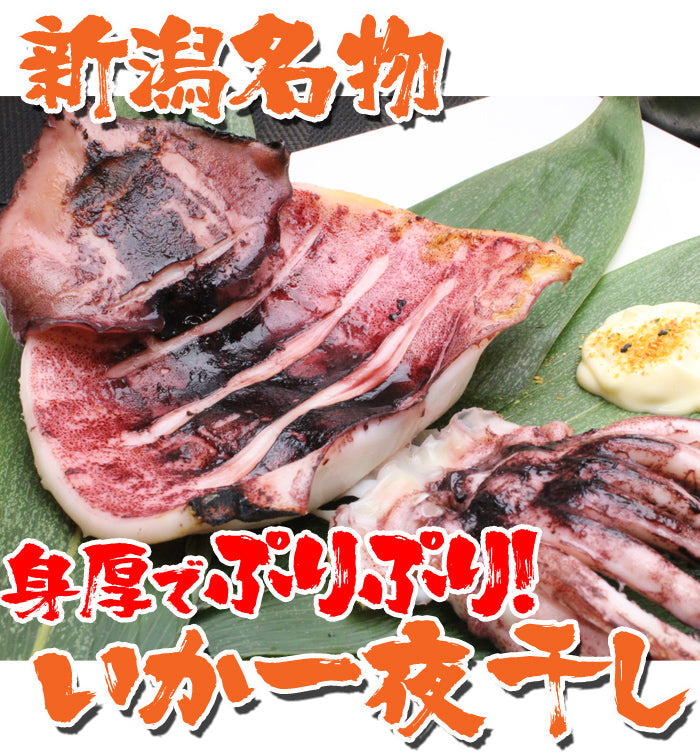 新潟名物 いか一夜干し 塩２枚入 イカ 烏賊 おつまみ 肴 海鮮 ギフト 海鮮問屋 見田元七商店