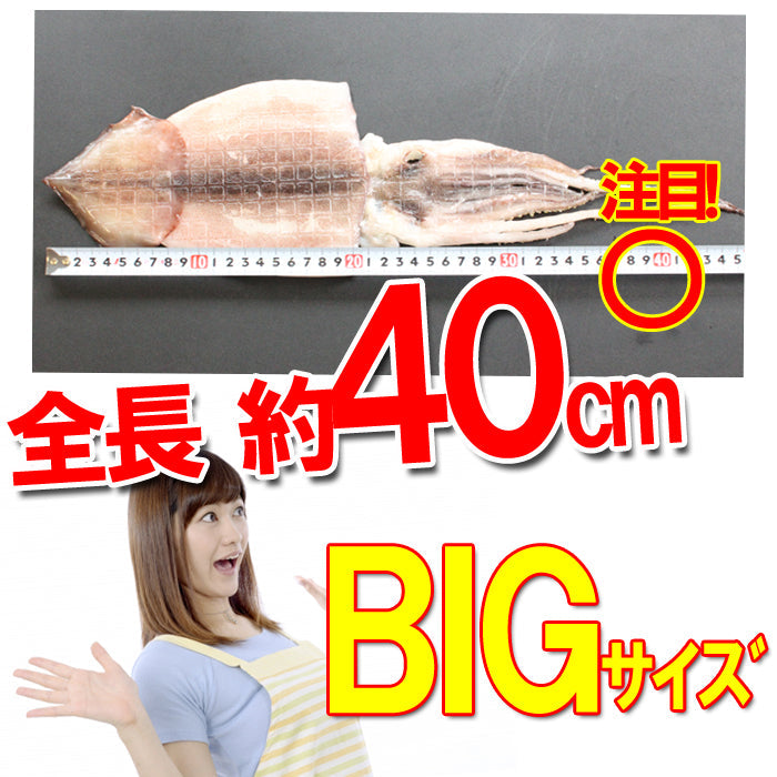 新潟名物 いか一夜干し 醤油２枚入 イカ 烏賊 おつまみ 肴 海鮮 ギフト 海鮮問屋 見田元七商店