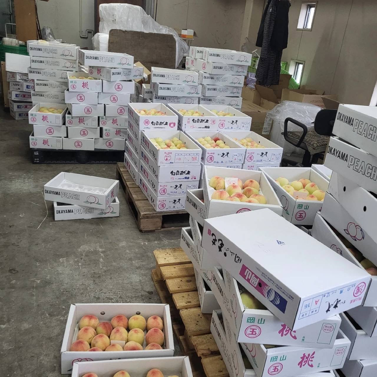 [ご家庭用] 白桃2ｋ(9玉~12玉)［2025年］＃倉敷産＃送料無料