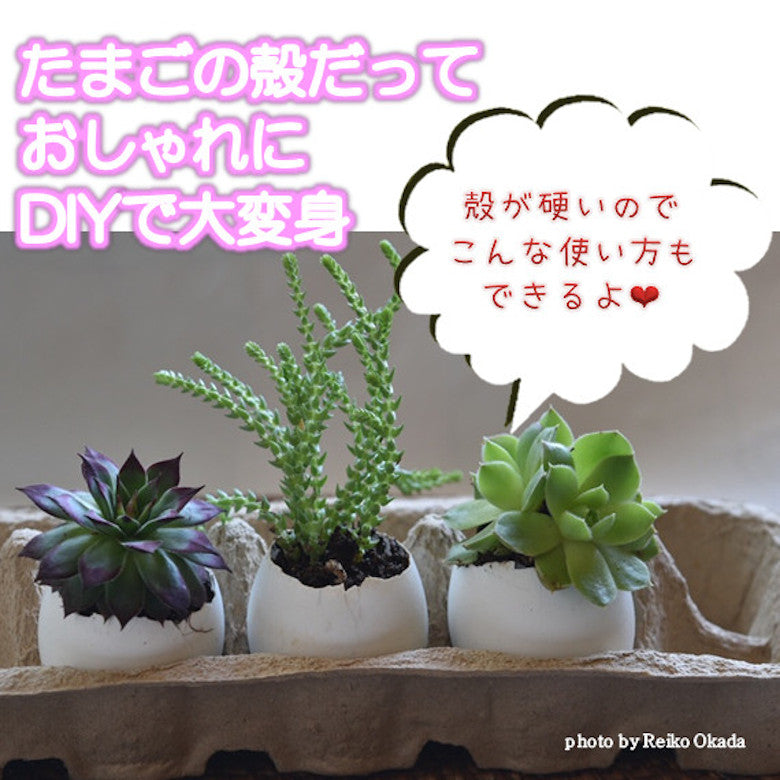 たまご　(ブランド卵「満月」） 鶏卵120個