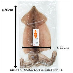 「イカ」の旨みを熟成させる一夜干し加工　イカの一夜干し×10枚【送料無料】