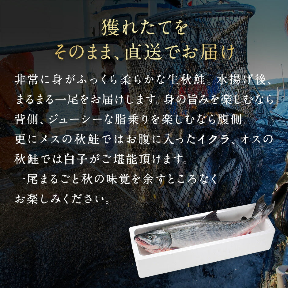 北海道 礼文島産 生 秋鮭 オス 2.5〜3.0kg前後 (姿)【送料無料】