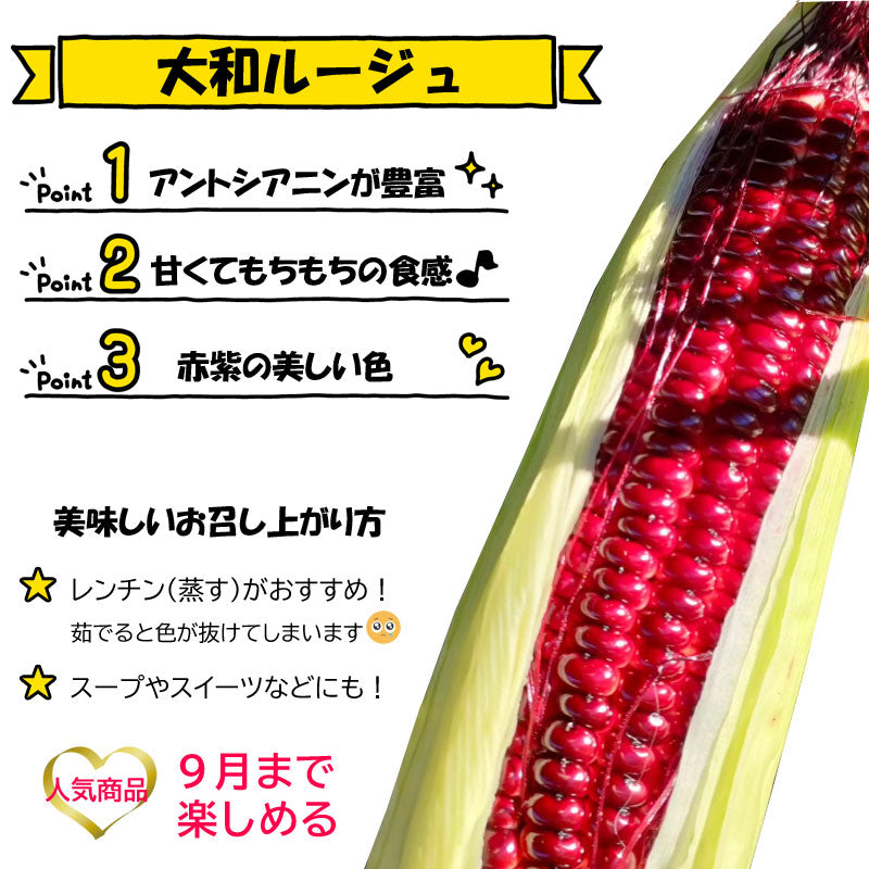 岩手の農家直送　真っ赤なとうもろこし　大和ルージュ　6本・8本【冷蔵・送料込】