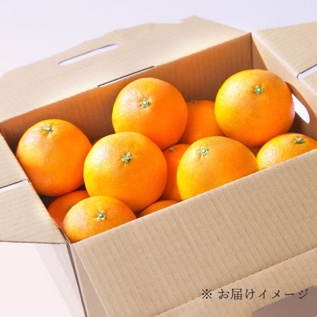 【数量限定入荷】まごころまどんな 秀品 2kg （6個から10個程度）