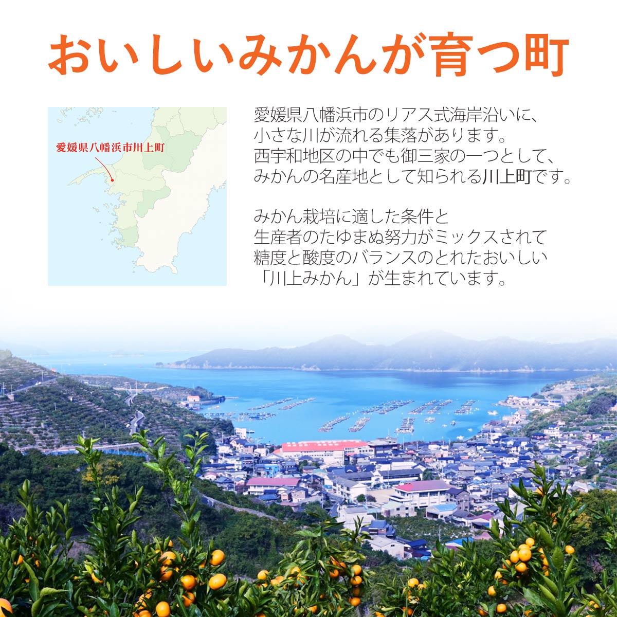 天皇杯受賞産地 最高級ブランド 川上みかん 5kg【訳あり】