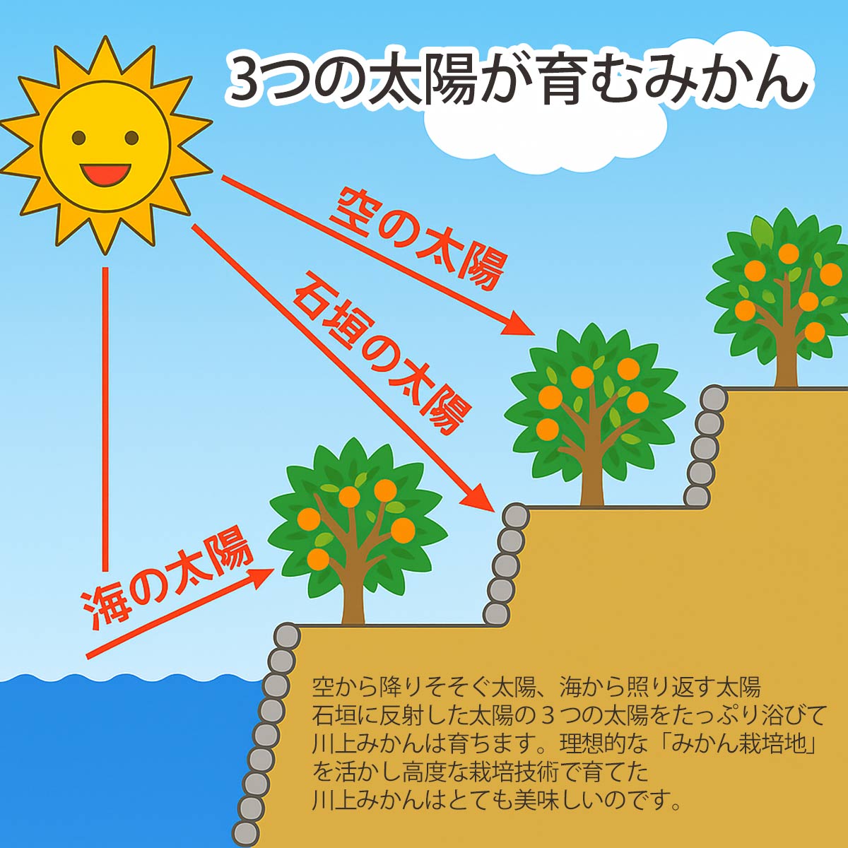 天皇杯受賞産地 最高級ブランド 川上みかん 5kg【訳あり】