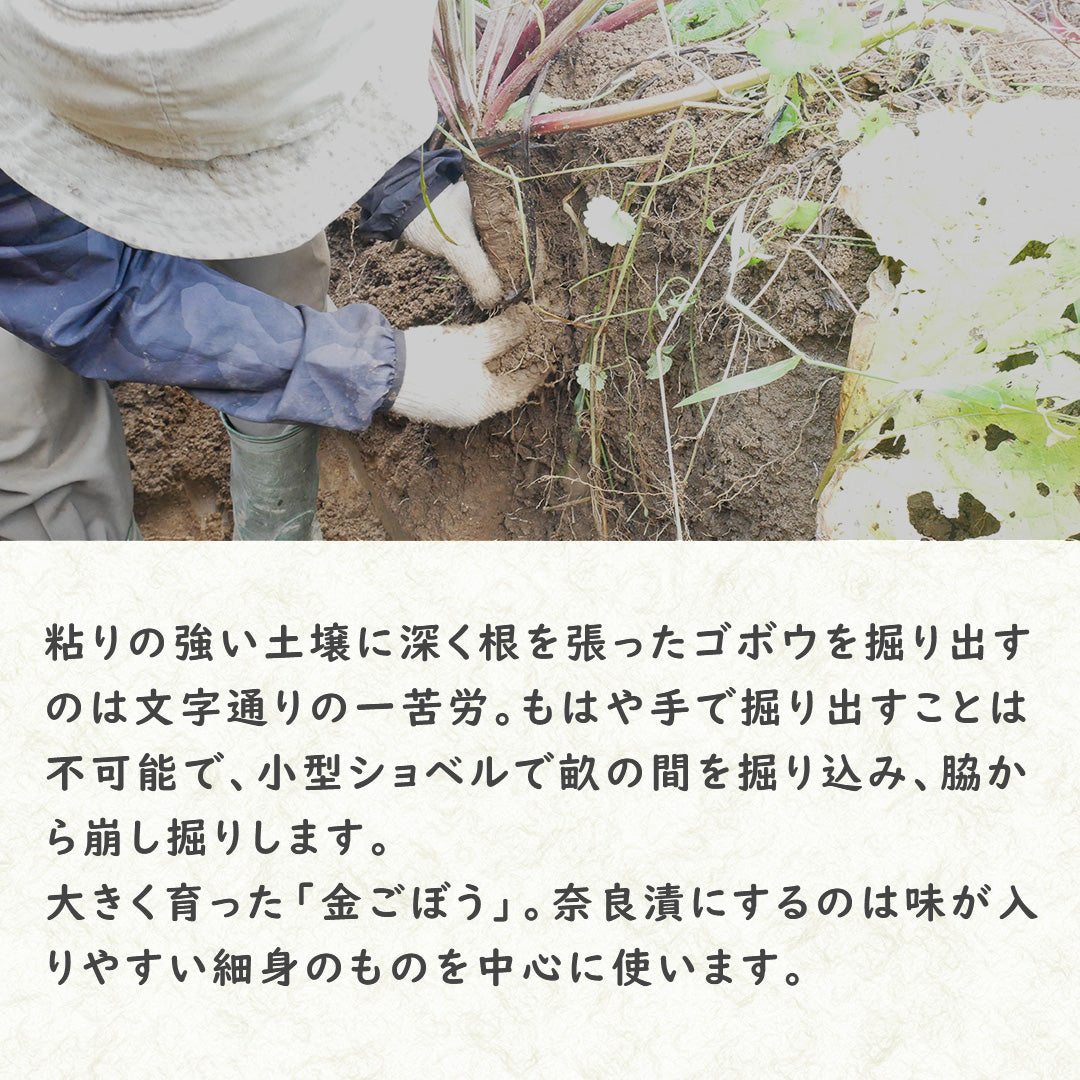 【国産・無添加 Premium】金ごぼう