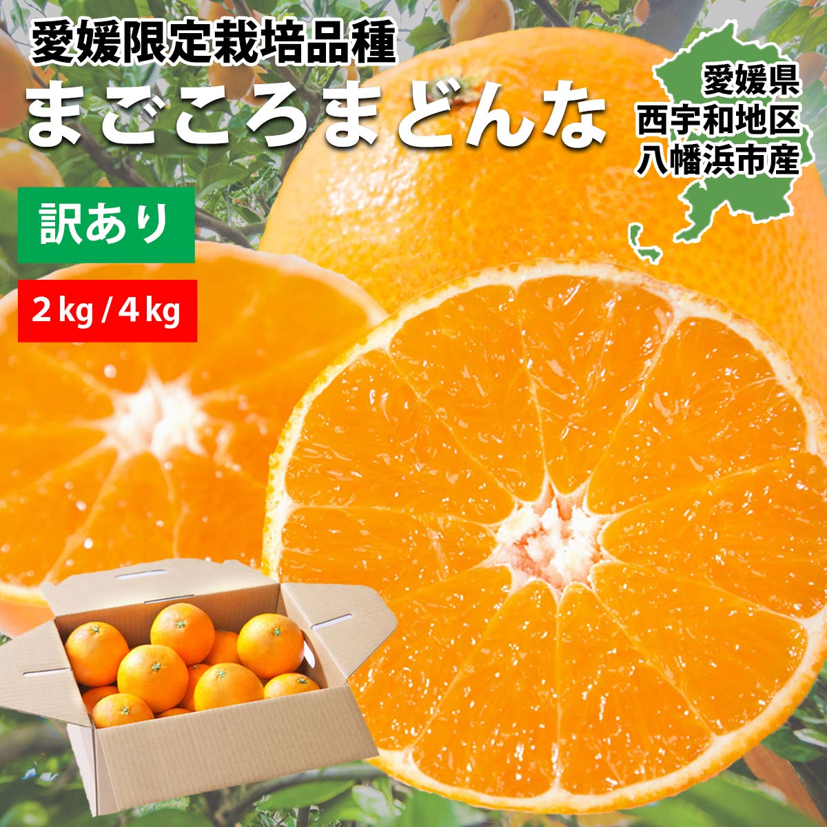 【11月下旬頃から発送予定】愛媛県限定栽培品種 まごころまどんな【訳あり】