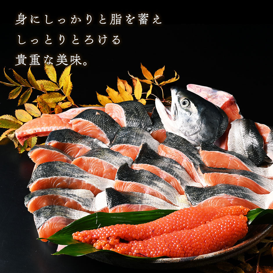 北海道 羅臼産 めぢか 3.0~4.0kg前後 鮭(姿)【送料無料】