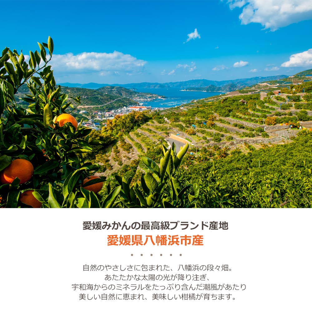 寒天ゼリー 150g×12本セット