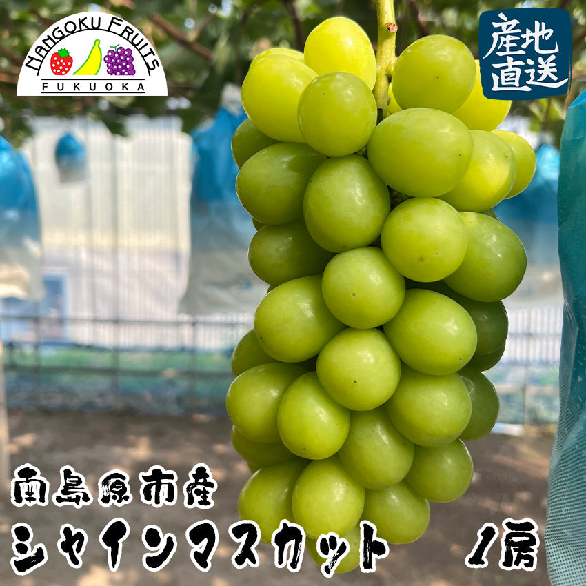 【予約販売】【産地直送】長崎県島原産 シャインマスカット 1房