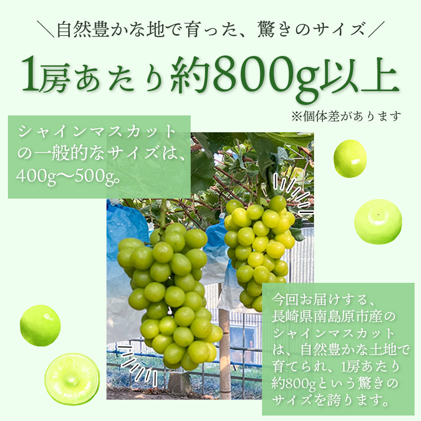【予約販売】【産地直送】長崎県島原産 シャインマスカット 1房