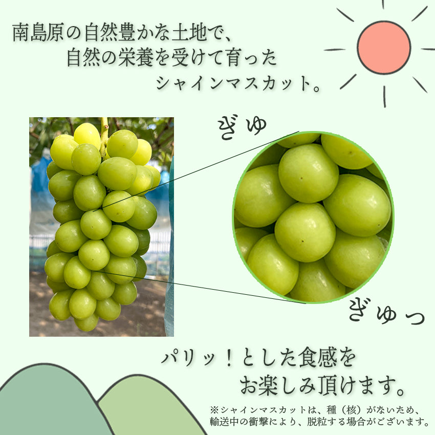 【予約販売】【産地直送】長崎県島原産 シャインマスカット 1房