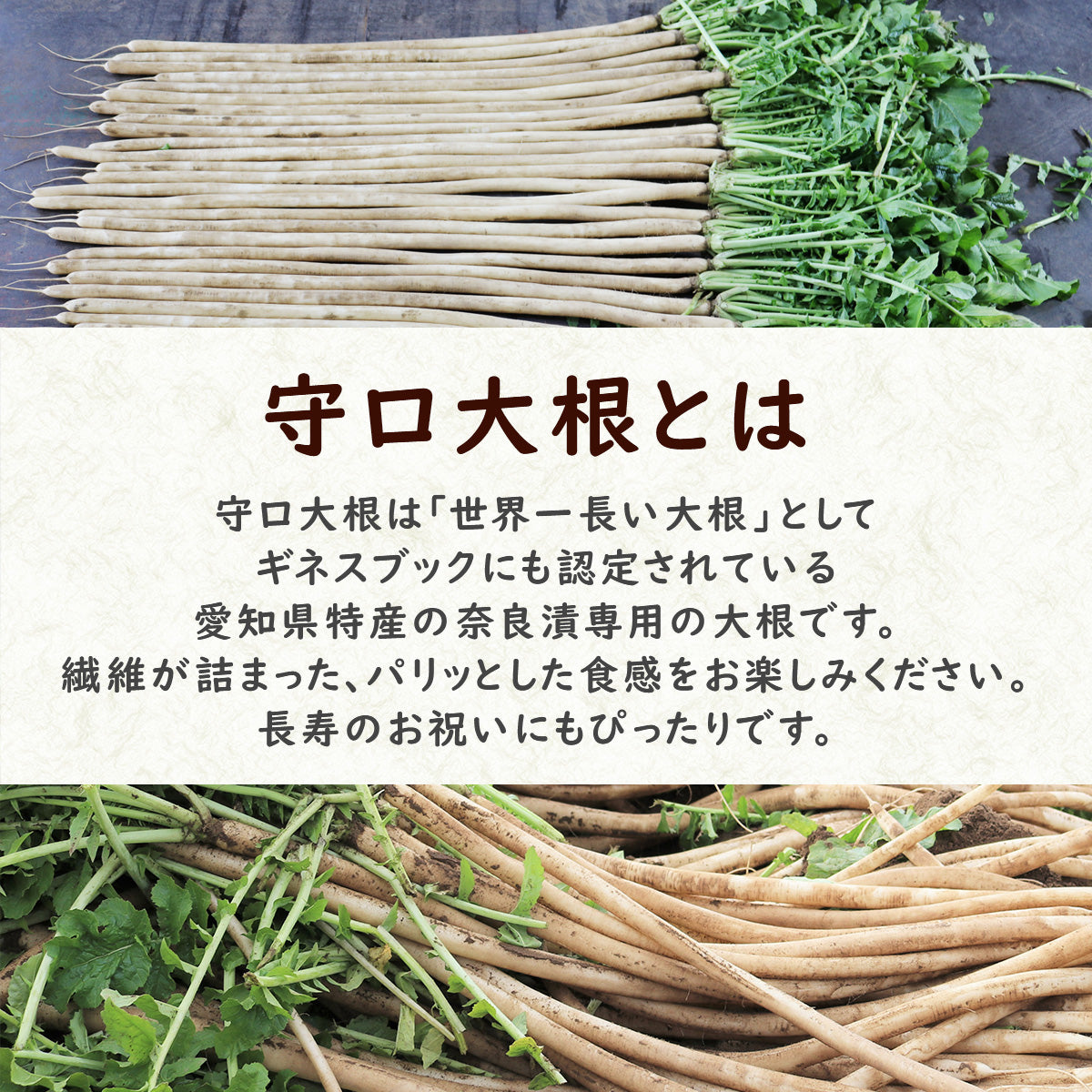 【国産・無添加 Premium】守口大根