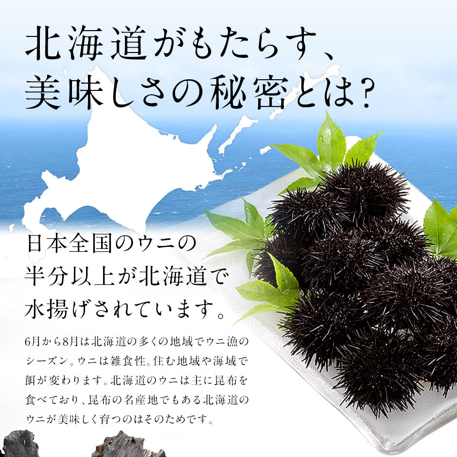 【7～8月限定販売】お中元 北海道 松前産 生キタムラサキウニ 100g【送料無料】【島の人】お取り寄せグルメ 雲丹 生うに 塩水うに グルメ ギフト 食品 寿司 贈り物 お土産 海鮮