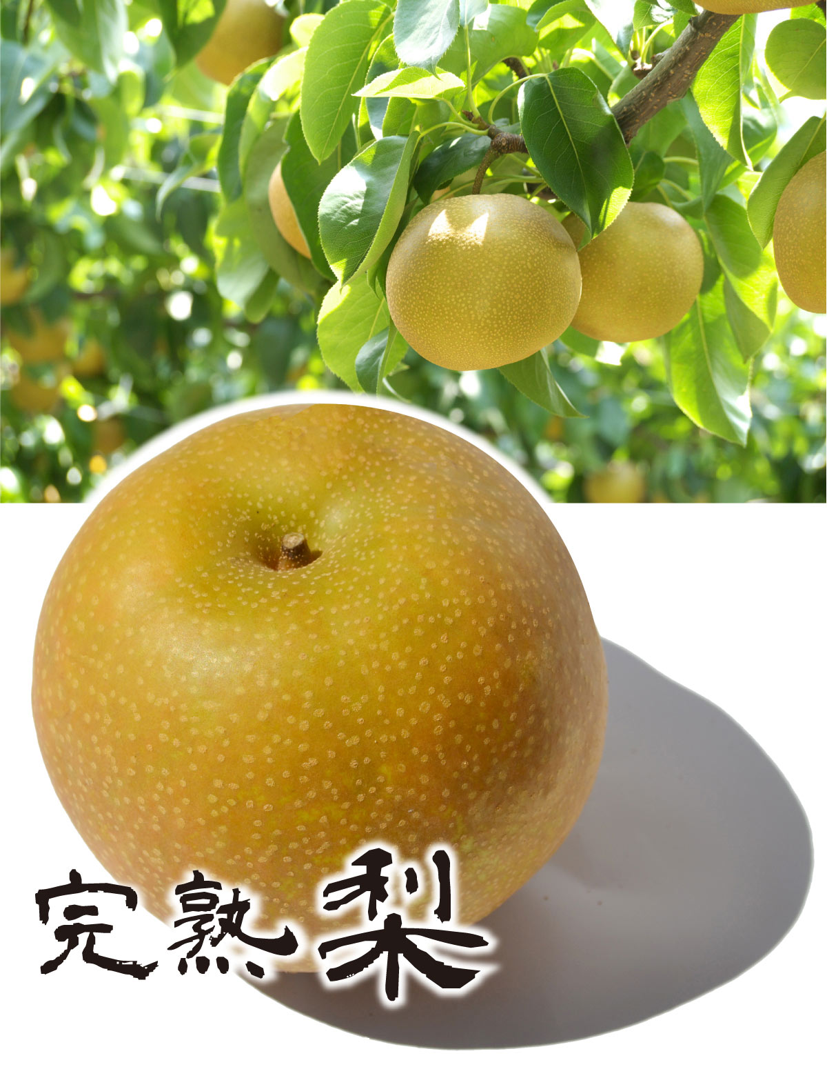 【★豊水★8月下旬発送】みずみずしくて甘くてジューシー！★完熟 梨（豊水）★九州産（旬の美味しい産地をお届けします！）