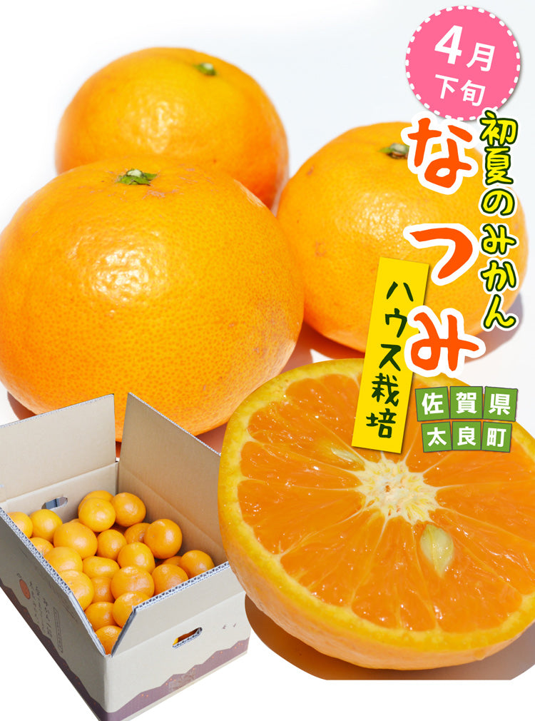 ＜4月下旬の発送＞【初夏のミカン】なつみ（南津海）（混合サイズ）