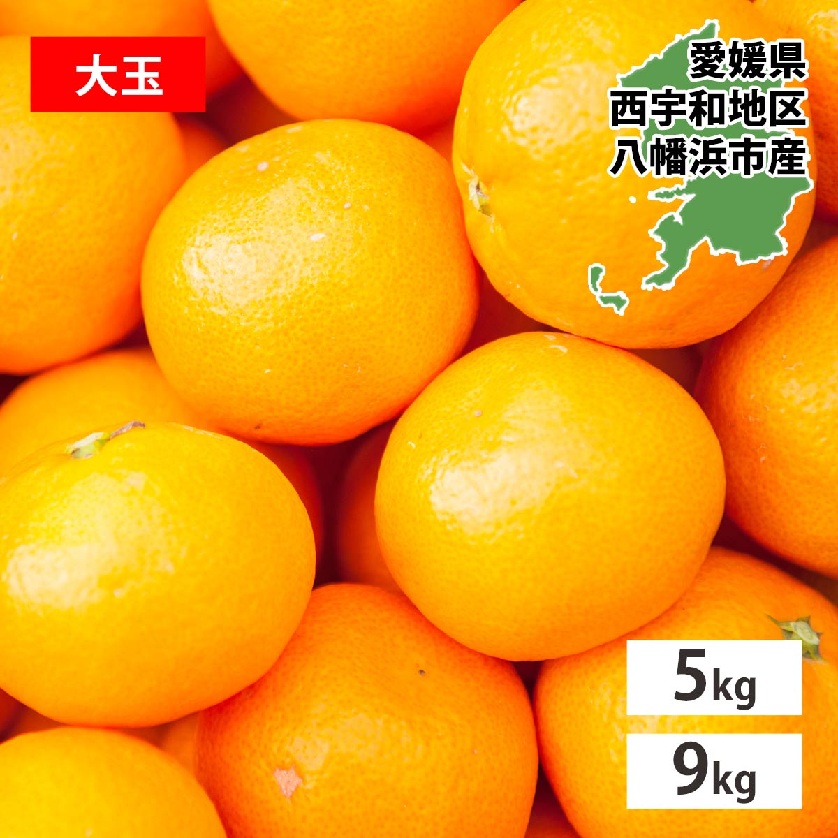 愛媛みかん 訳あり 大玉