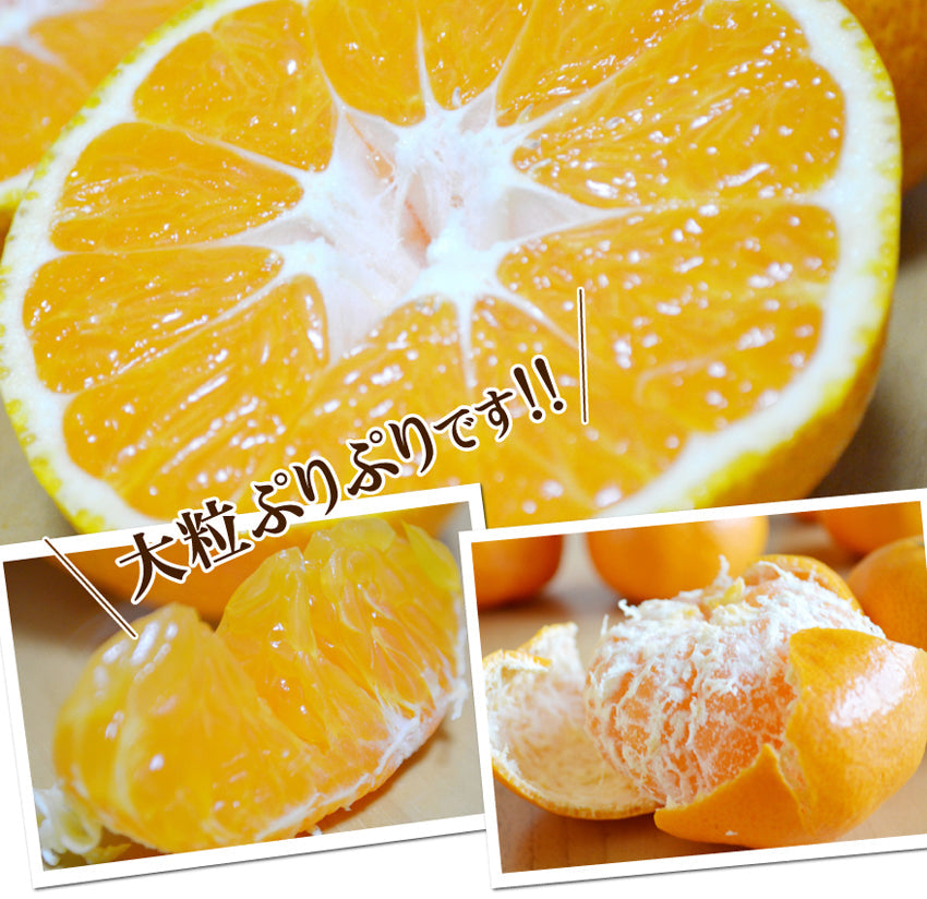 懐かしい美味しさ。食べ応え満点！！★とっても大きなミカン ≪2L～3Ｌサイズ≫★