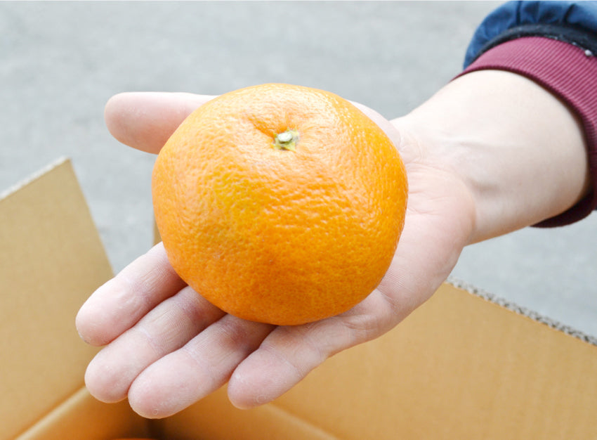 懐かしい美味しさ。食べ応え満点！！☆とっても大きなミカン ≪2L～3L